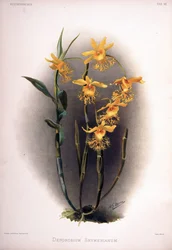 Dendrobium brymerianum